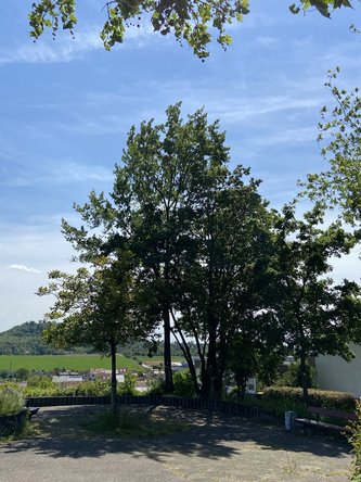 Blick auf den Ahorn-Baum am oberen Ende des Serpentinenwegs zwischen Reutlinger Straße und Tübinger Straße. Im Hintergrund ist der Hohenasperg zu sehen.